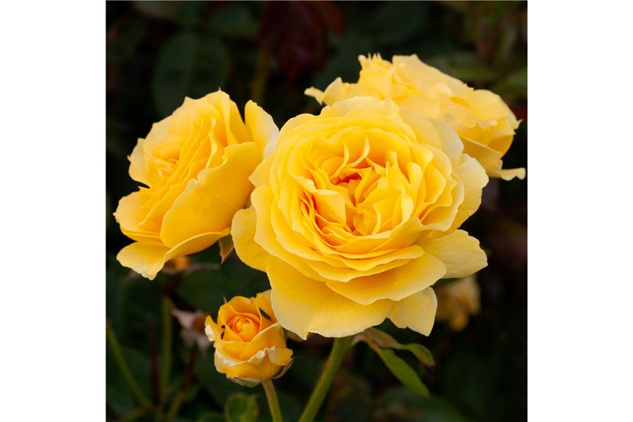 Rose sparkle & Shine